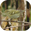 Yellow Browed Warbler